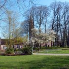Magnolienblüte im Park der Evenburg (Leer-Loga)