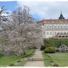 Magnolienblüte im Park Wiesenburg