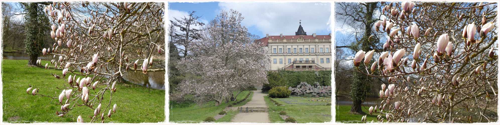 Magnolienblüte im Park Wiesenburg