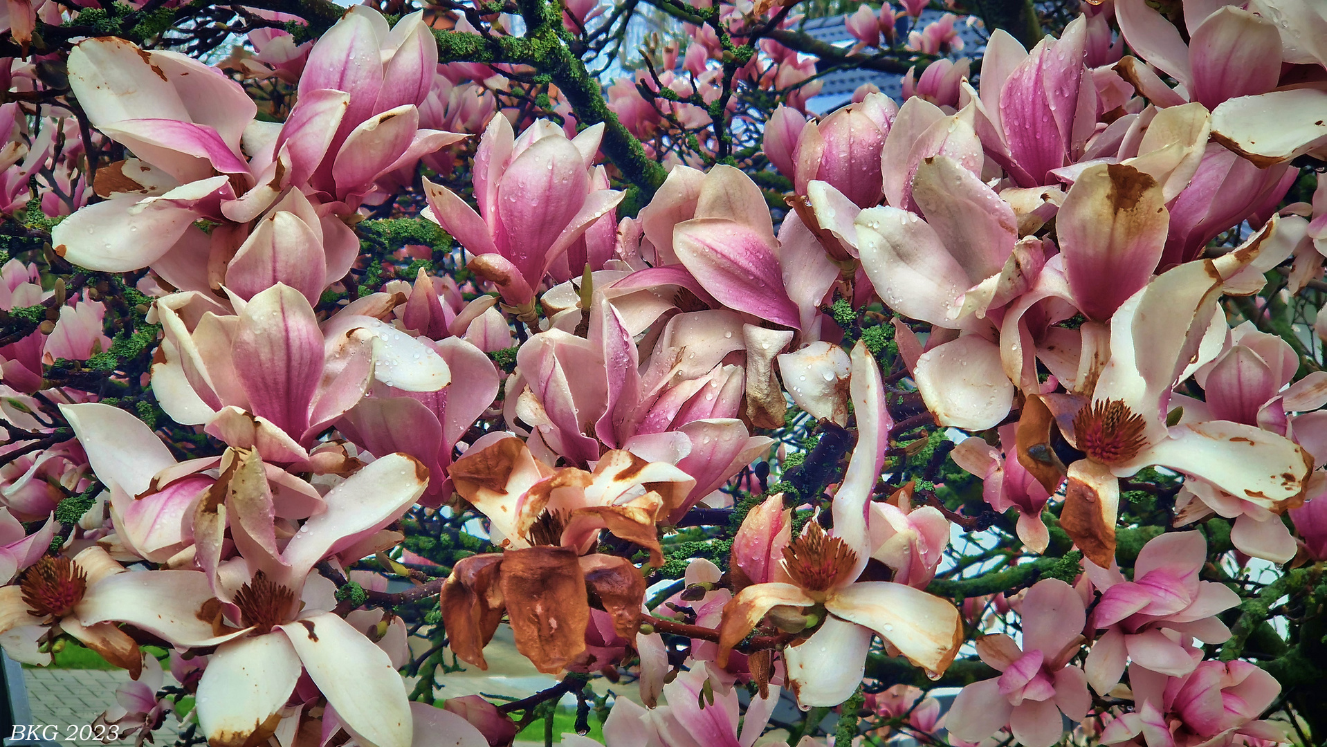 Magnolienblüte im Regenfrühling 2023