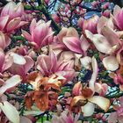 Magnolienblüte im Regenfrühling 2023