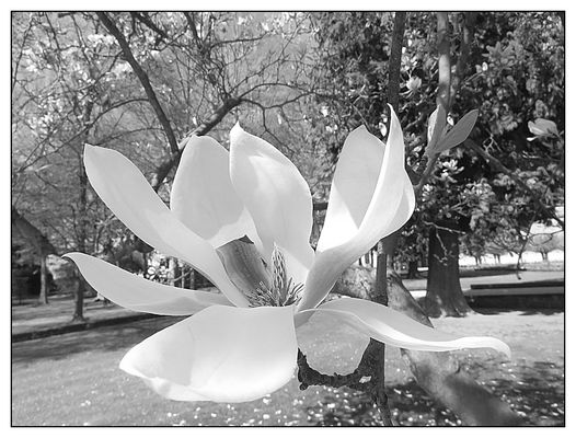 Magnolienblüte im Residenzgarten
