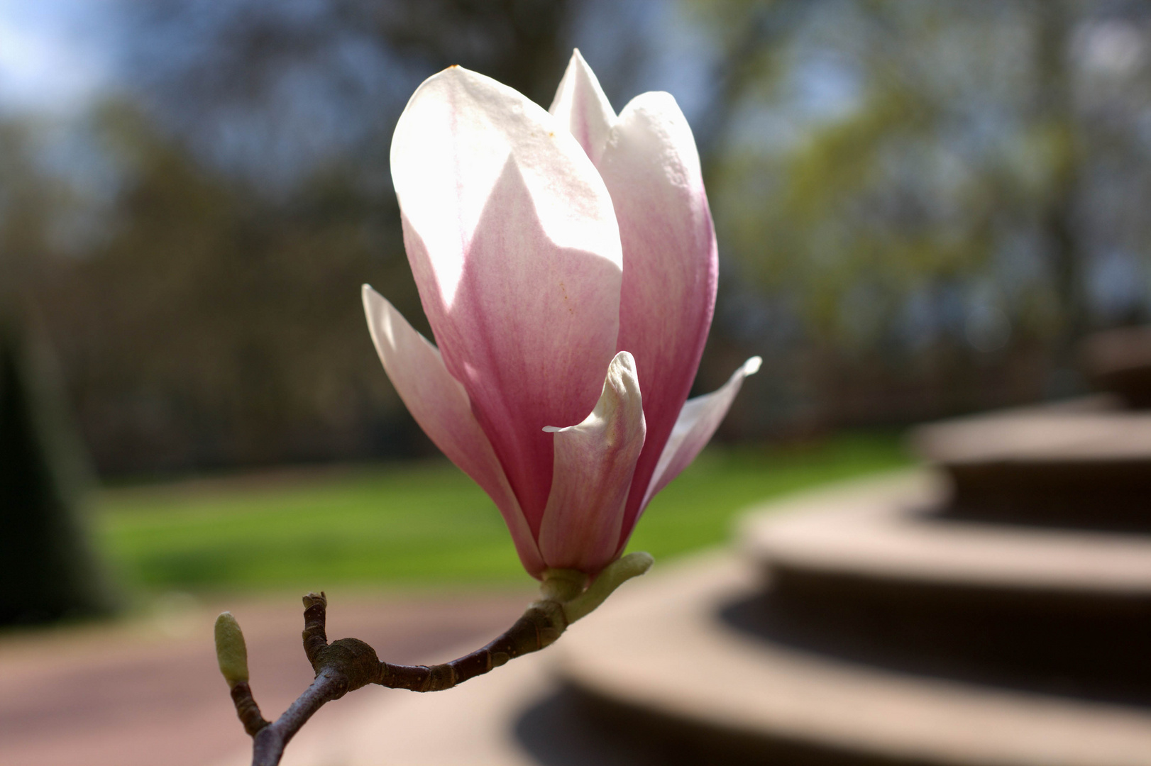 Magnolienblüte im Schlossgarten