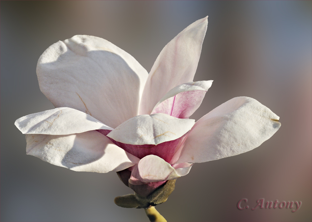 Magnolienblüte im Schloßgarten Dachau - die von den großen Bäumen trotzen dem Nachtfrost.