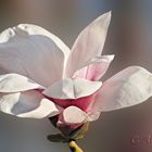 Magnolienblüte im Schloßgarten Dachau - die von den großen Bäumen trotzen dem Nachtfrost.