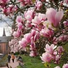 Magnolienblüte im Schöntal