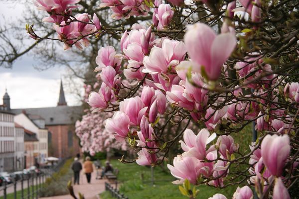 Magnolienblüte im Schöntal
