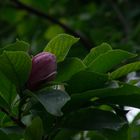 Magnolienblüte im September