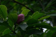 Magnolienblüte im September