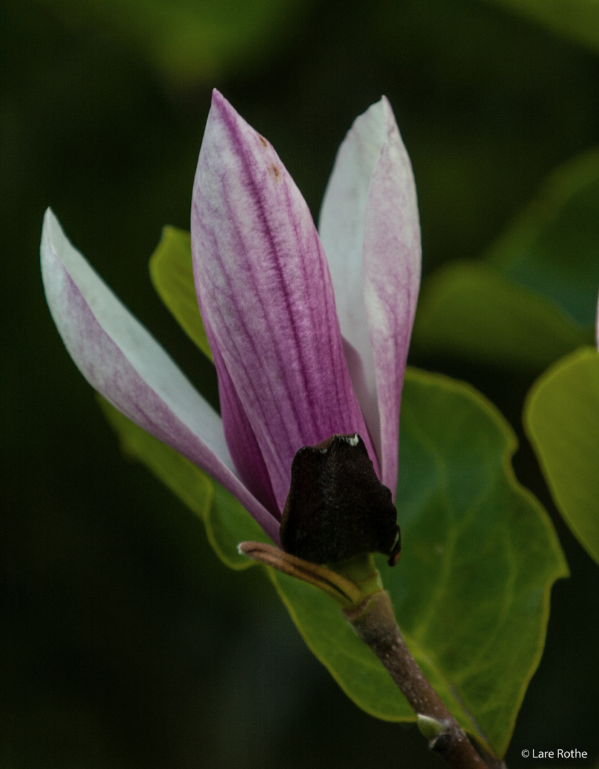 Magnolienblüte im Sommer