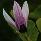 Magnolienblüte im Sommer