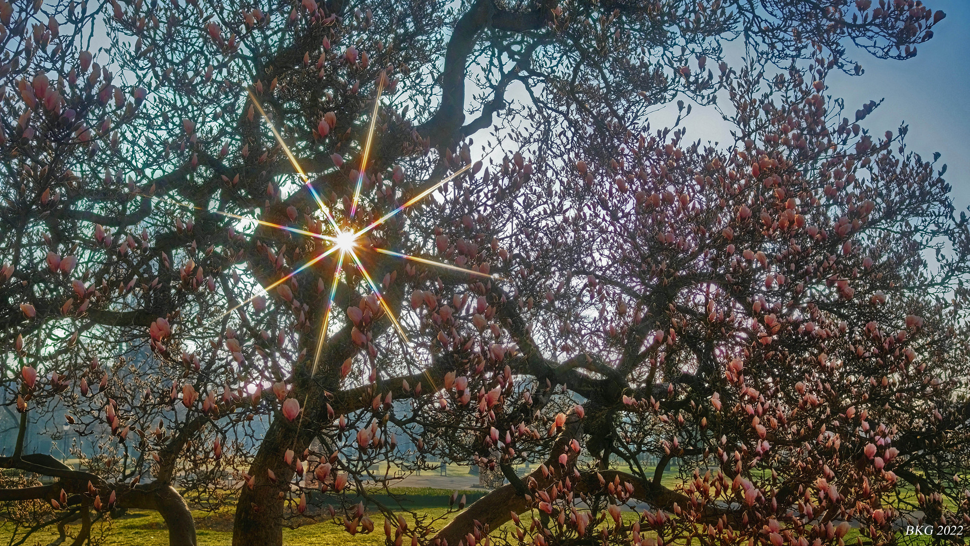 Magnolienblüte im Sonnengegenlicht  