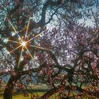 Magnolienblüte im Sonnengegenlicht  