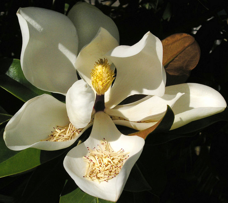 Magnolienblüte im Süden