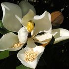 Magnolienblüte im Süden