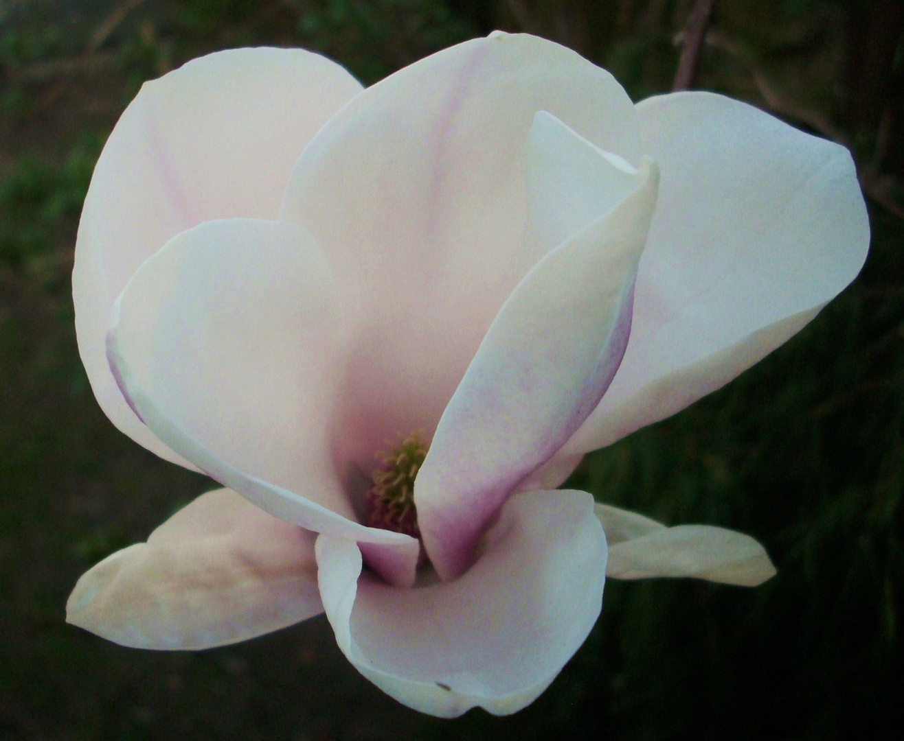 MAGNOLIENBLÜTE IM ZAUBERKLEID...