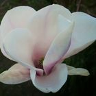 MAGNOLIENBLÜTE IM ZAUBERKLEID...