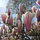 Magnolienblüte in der Sonne