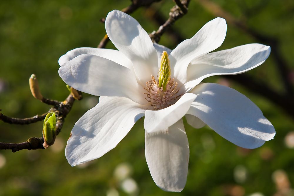 Magnolienblüte in der Wilhelma