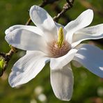 Magnolienblüte in der Wilhelma