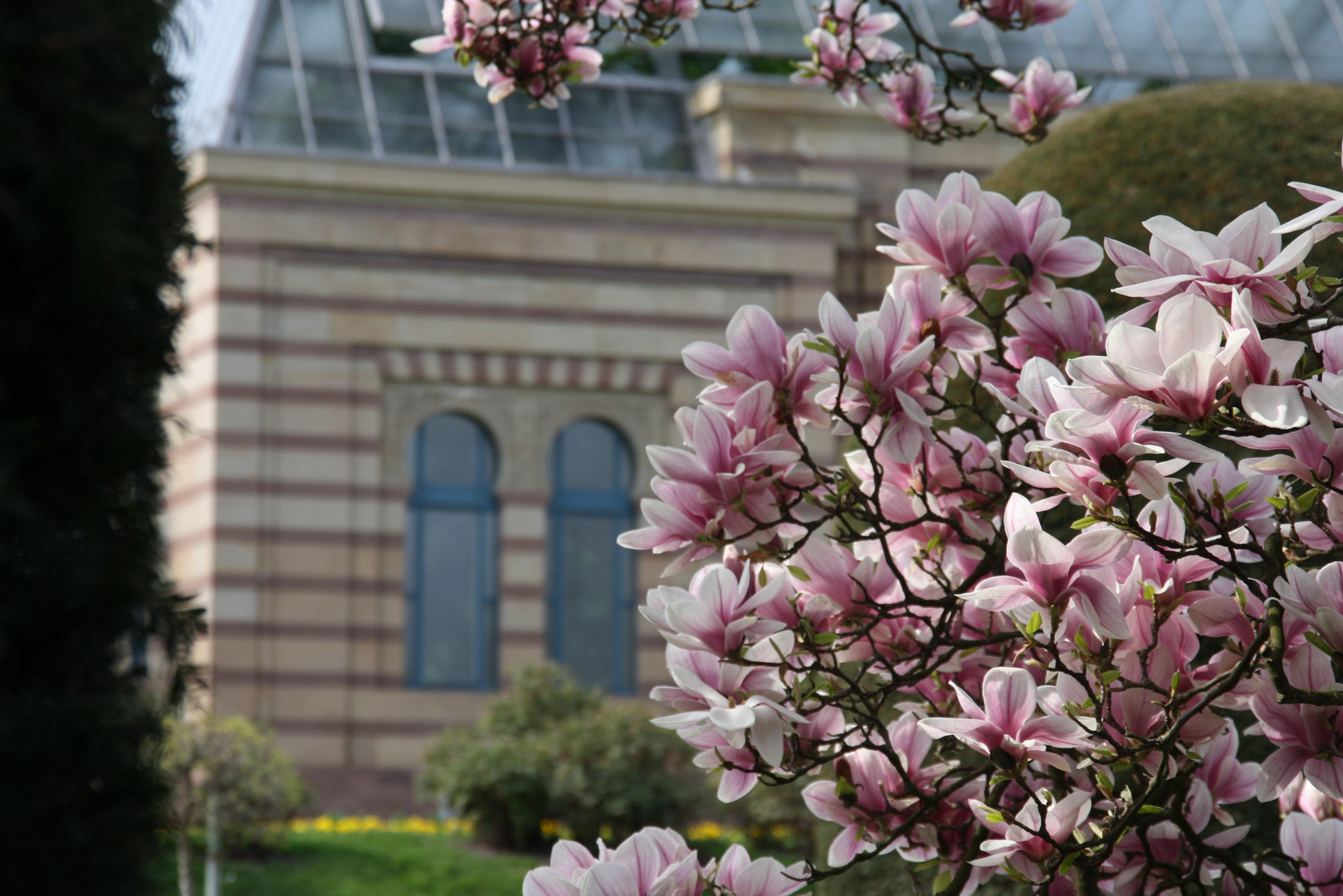 Magnolienblüte in der Wilhelma in Stuttgart
