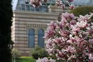 Magnolienblüte in der Wilhelma in Stuttgart von Sonnisonne 