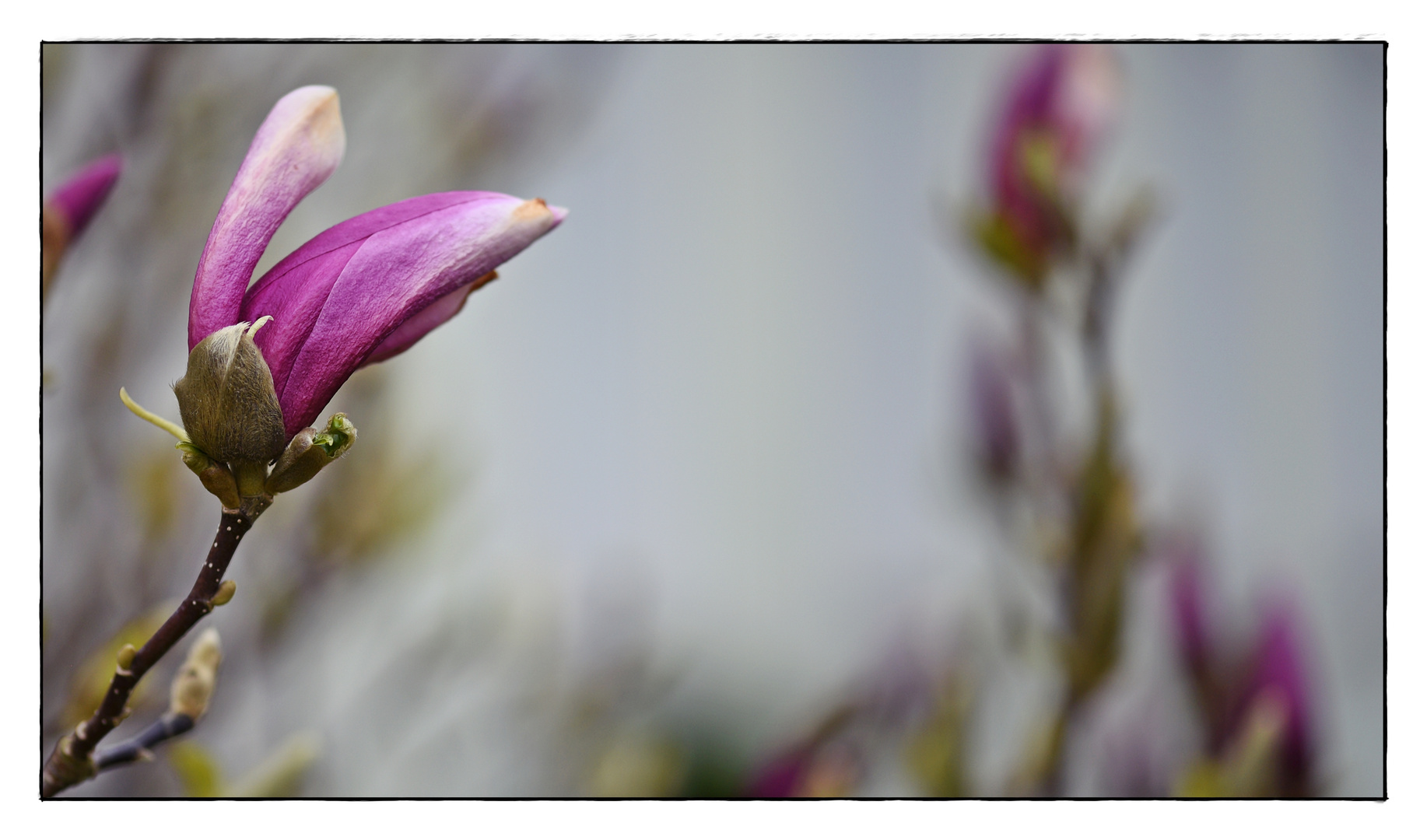 Magnolienblüte in statu nascendi