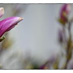 Magnolienblüte in statu nascendi