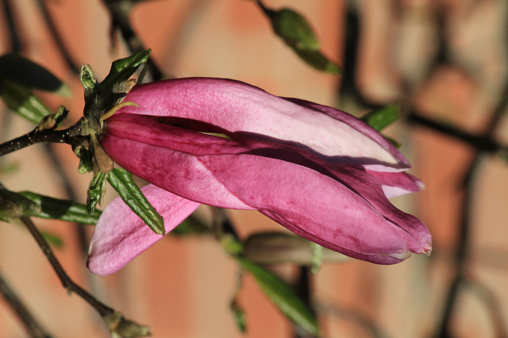 Magnolienblüte in unserem Garten