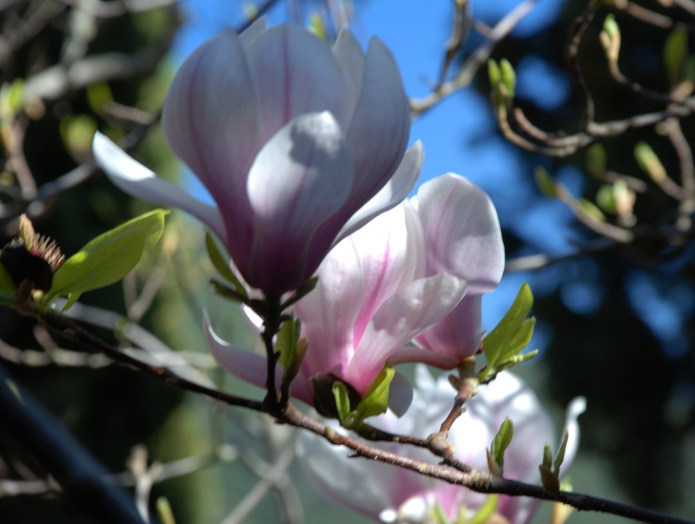 Magnolienblüte in Valdemossa