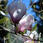 Magnolienblüte in Valdemossa