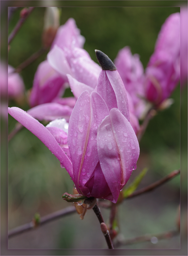 Magnolienblüte mit Hütchen 