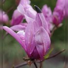 Magnolienblüte mit Hütchen 