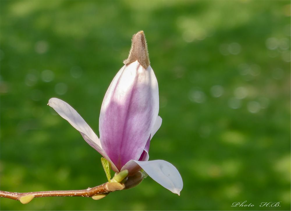 Magnolienblüte mit "Hut"