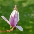 Magnolienblüte mit "Hut"