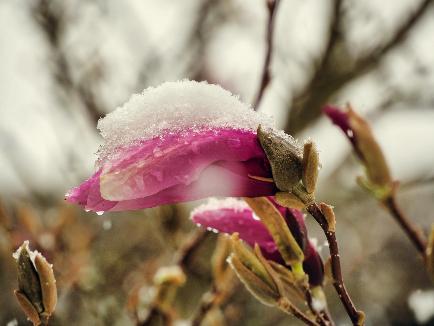 Magnolienblüte mit Schneehaube