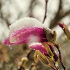 Magnolienblüte mit Schneehaube