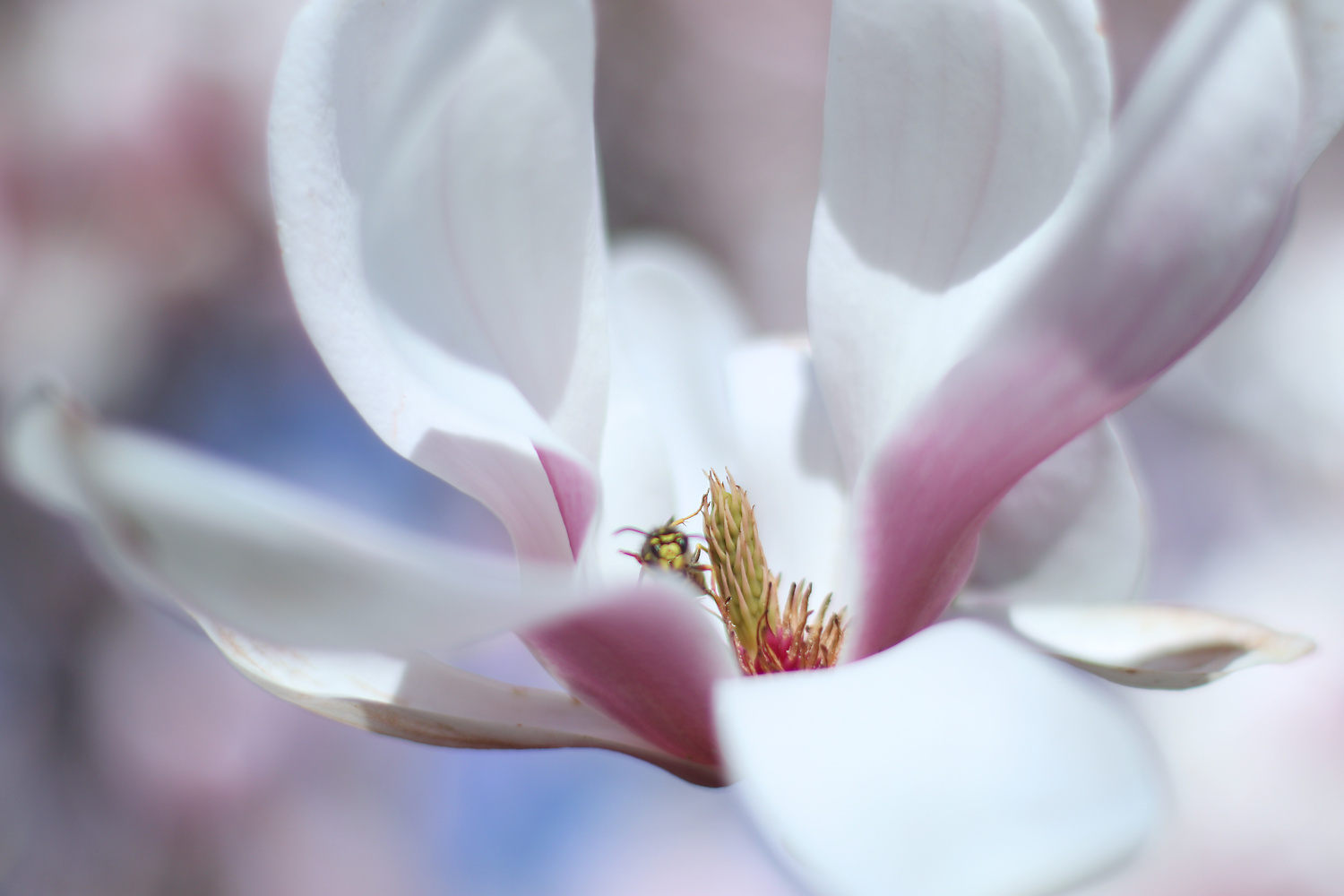 Magnolienblüte mit Wespe