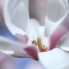 Magnolienblüte mit Wespe