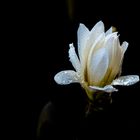 Magnolienblüte nach dem Regen 