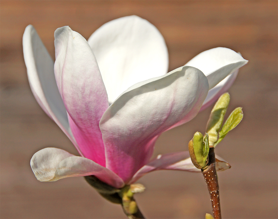 Magnolienblüte Phase2