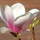 Magnolienblüte Phase2