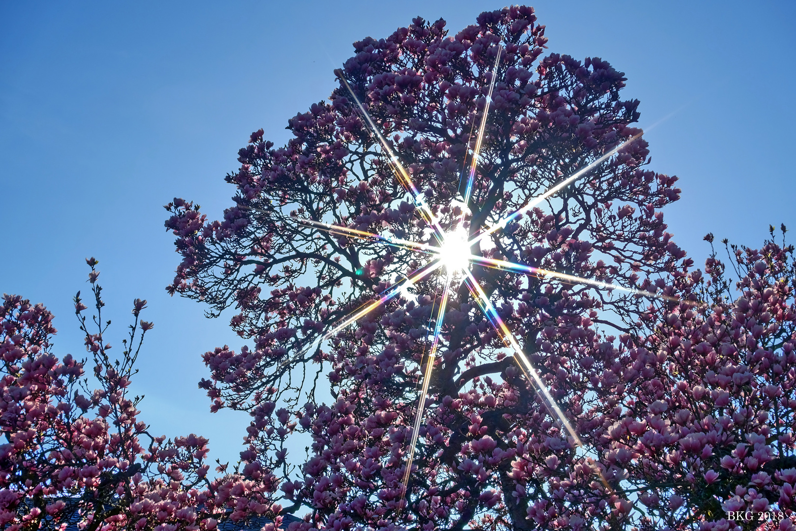 Magnolienblüte + Sonne = Frühling