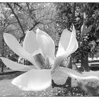 Magnolienblüte S/W