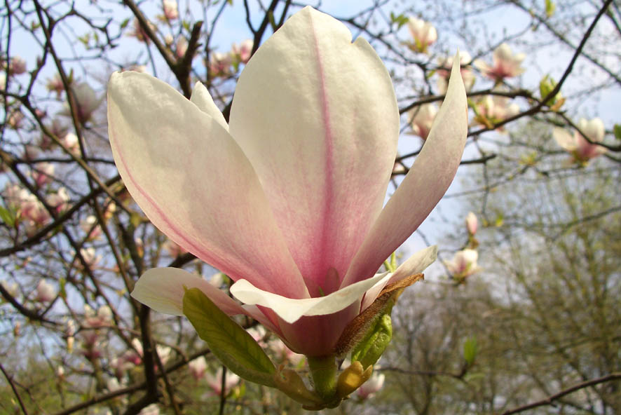 Magnolienblüte und -baum