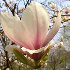 Magnolienblüte und -baum