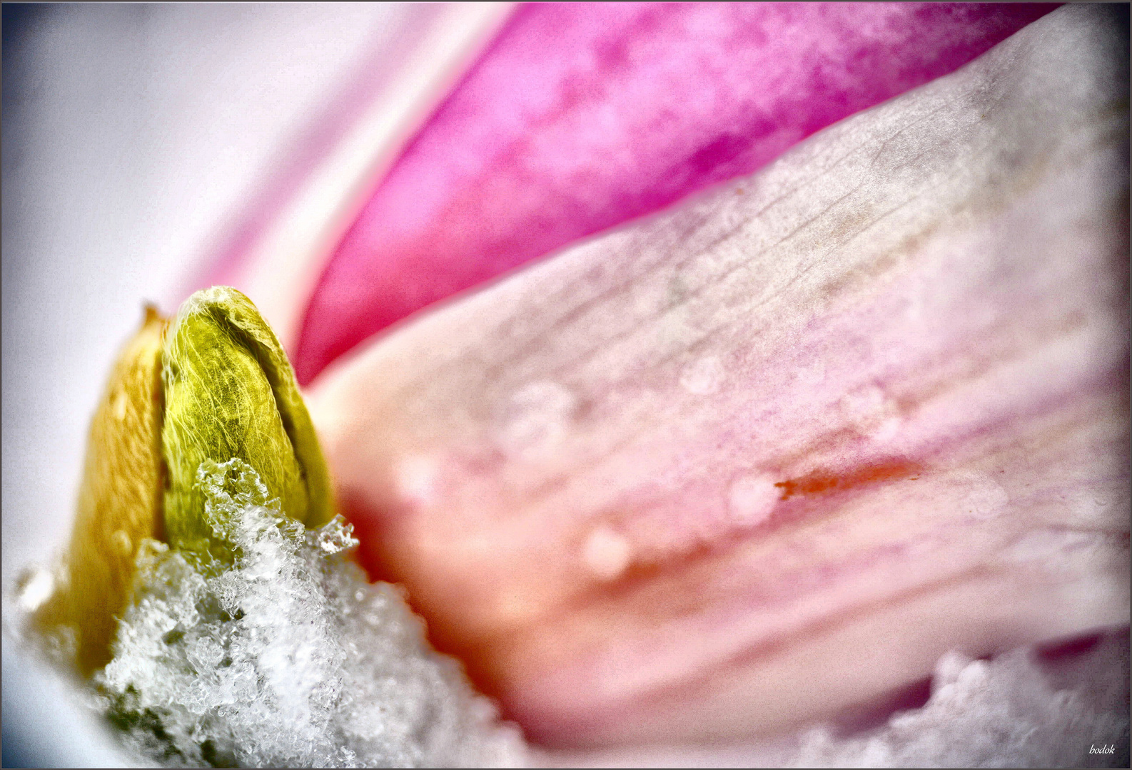 Magnolienblüte und Schneekristalle
