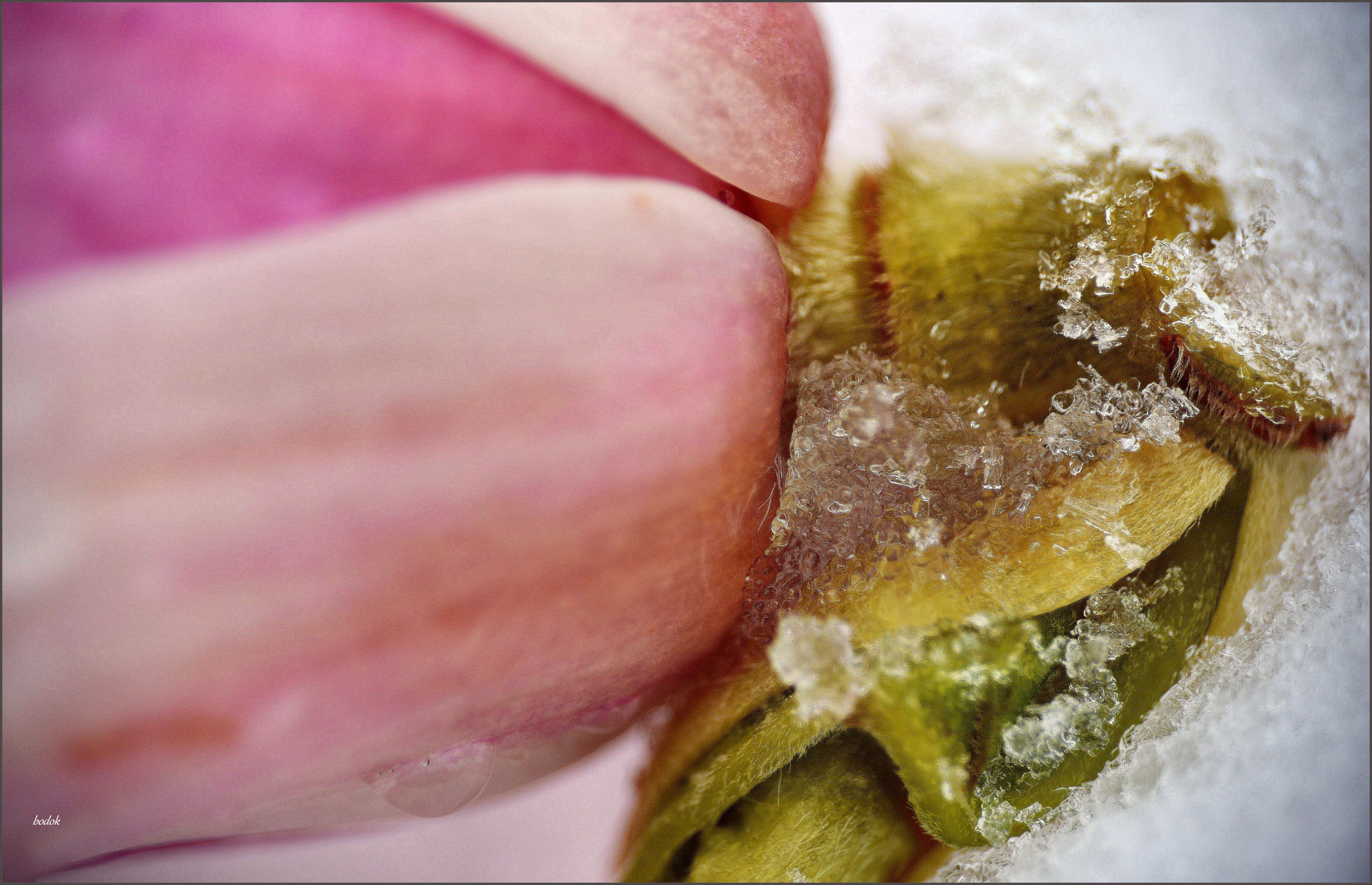 Magnolienblüte und Schneekristalle