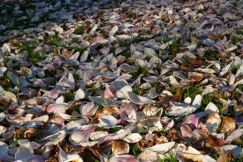 Magnolienblüte - Und schon ist wieder alles vorbei