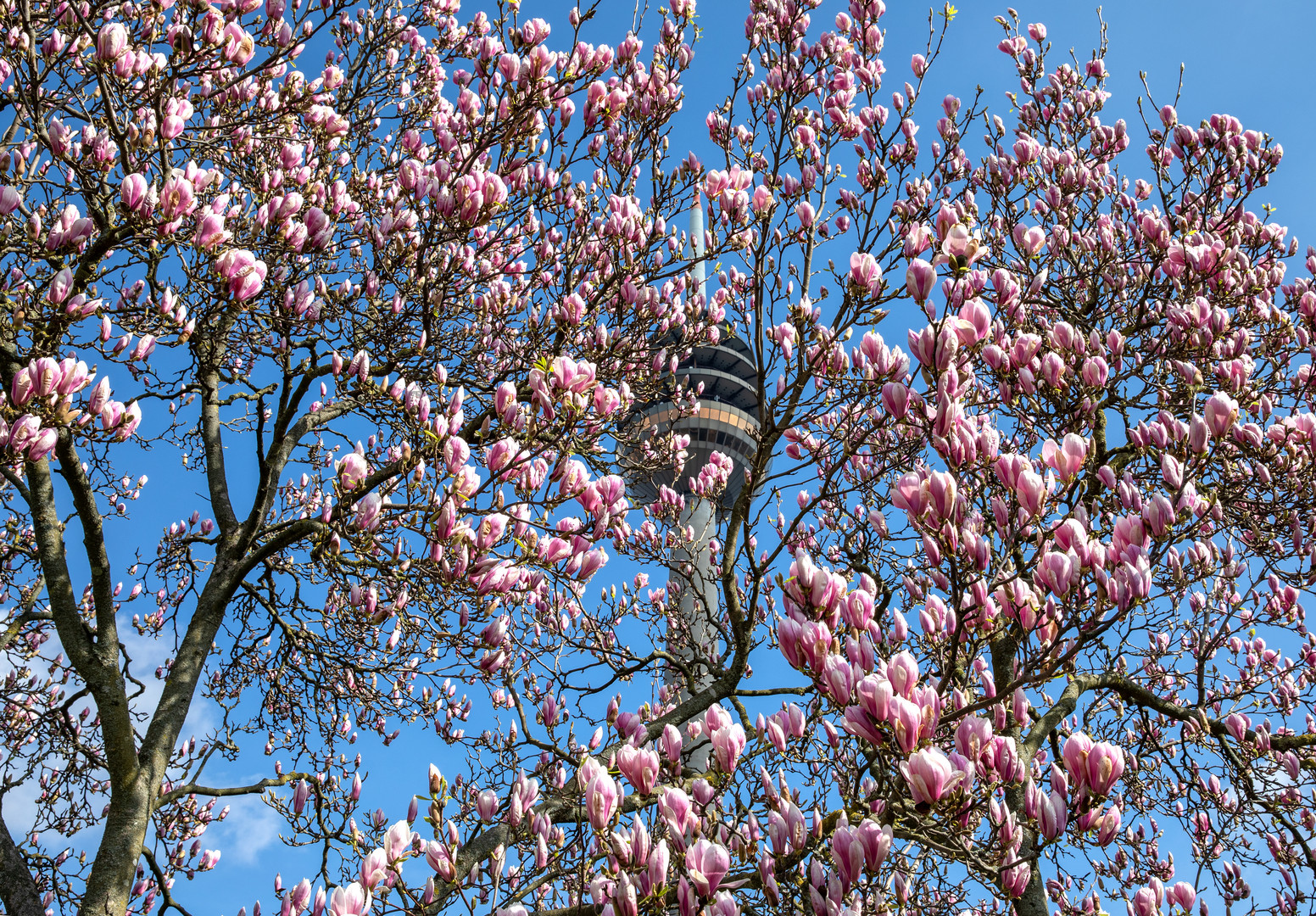 Magnolienblüte unter dem Fernmeldeturm
